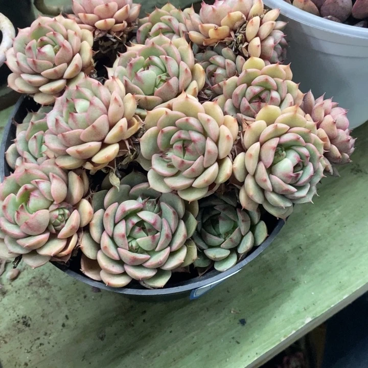 嗯**是一物一拍多肉本吧101