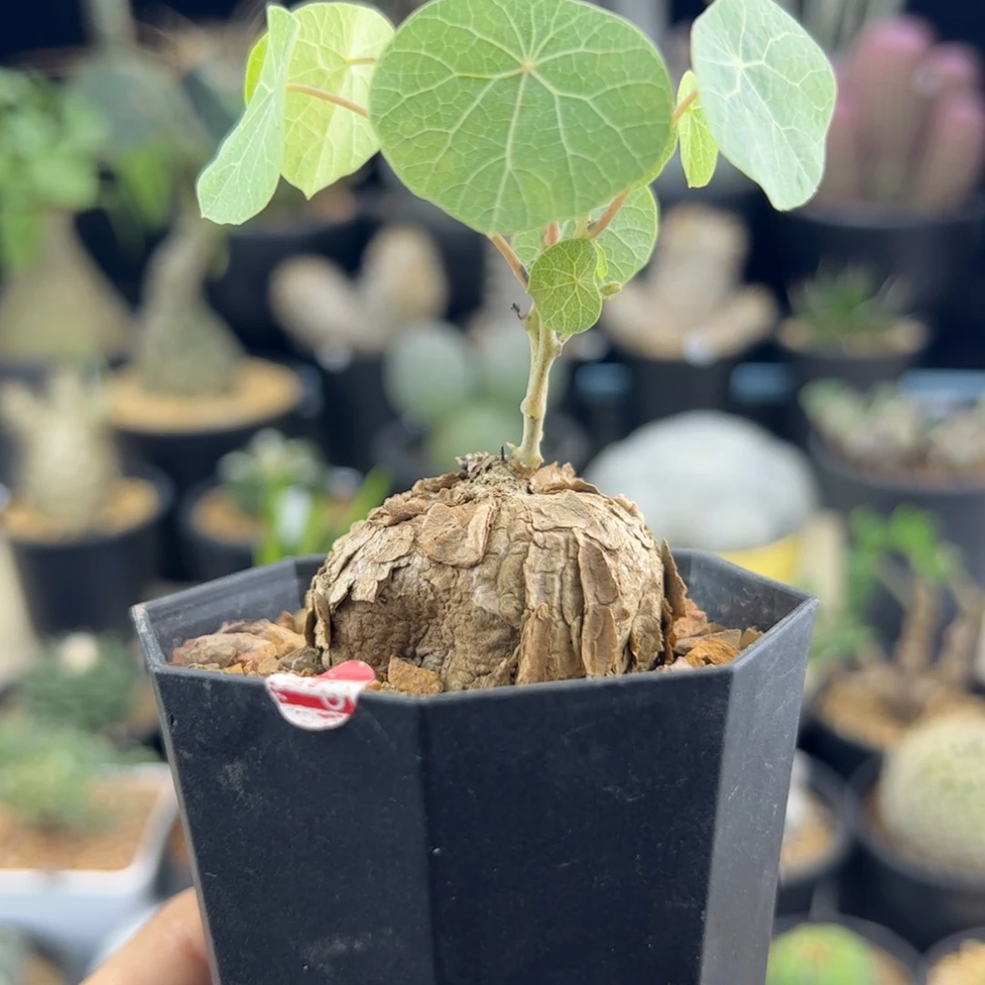 冰蓝龟一物一拍，，，，