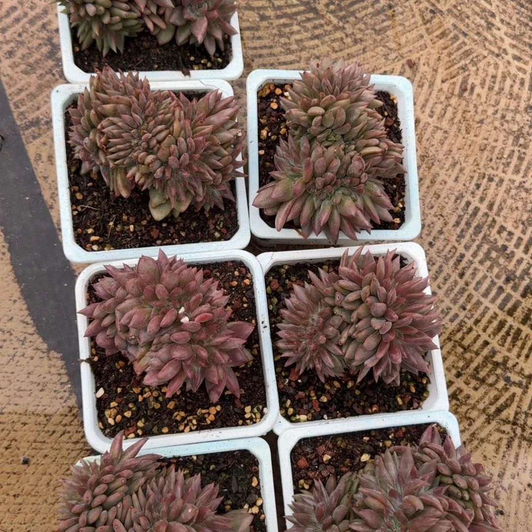 无花朵红酒香槟缀有底切     寄养11月发