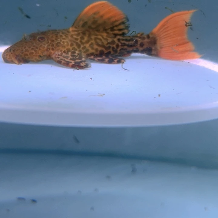 清道夫鱼30-025帝王血钻一条尺寸11-12