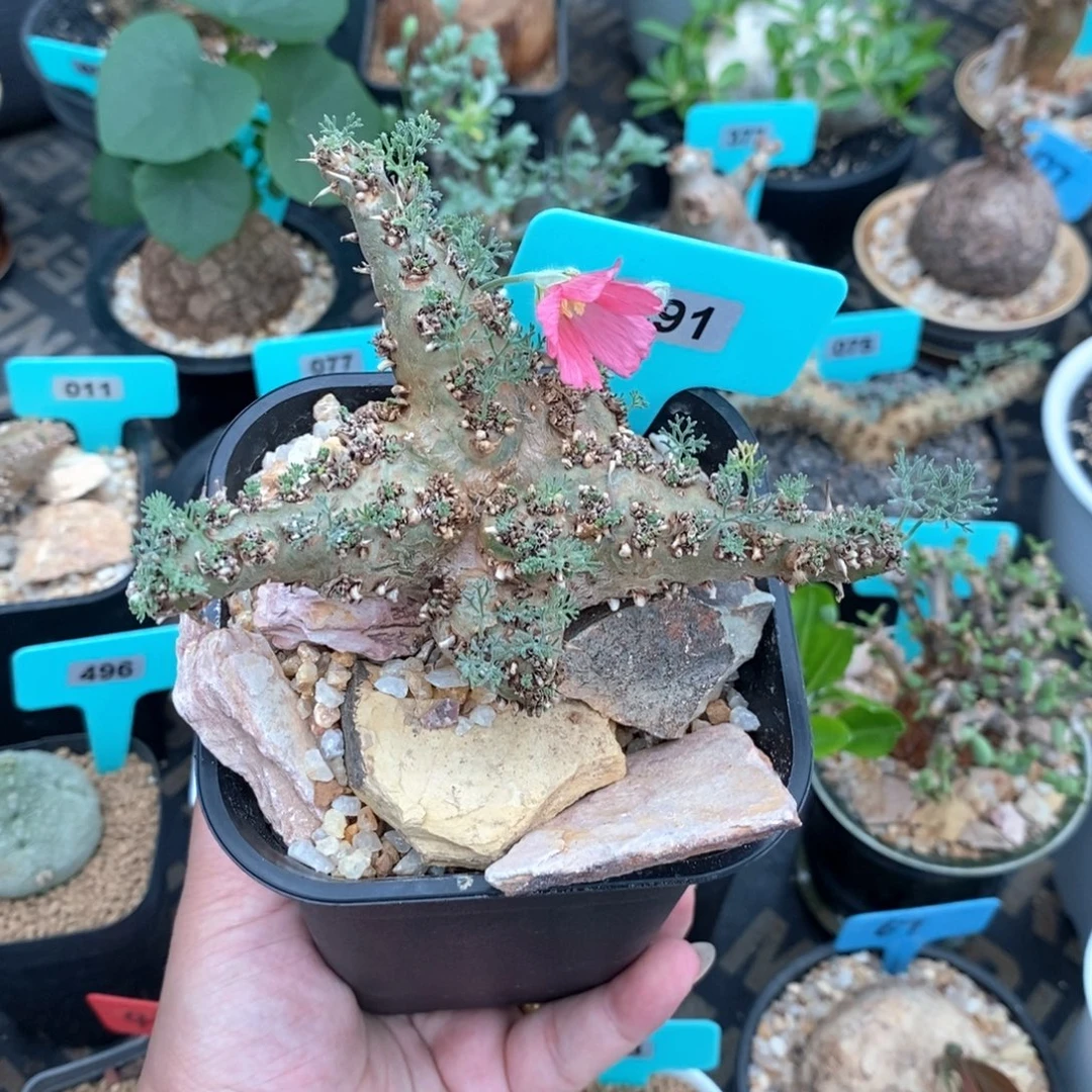 白皮越界多肉植物