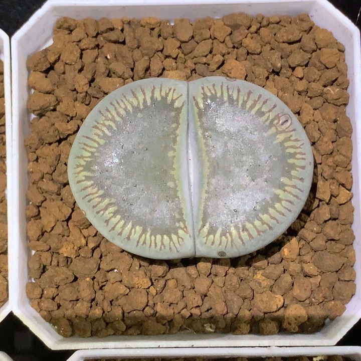 精品多肉植物精品多肉