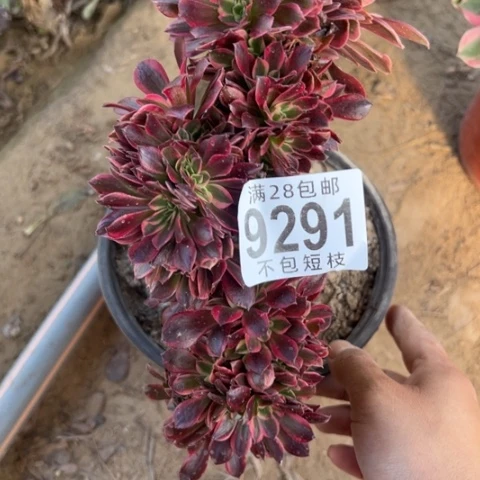 9291多肉植物美杜莎缀