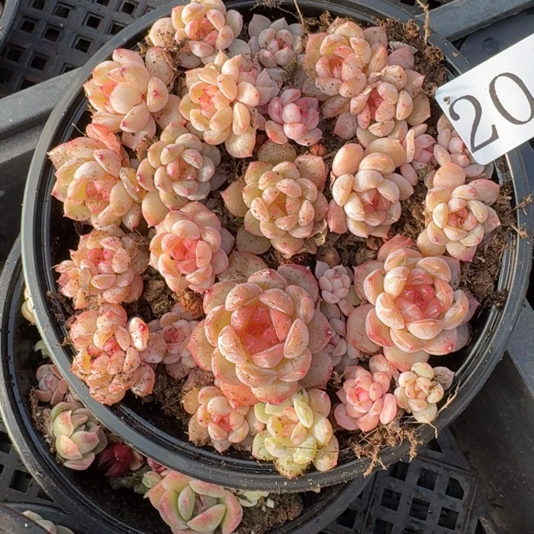 多肉植物多肉植物204