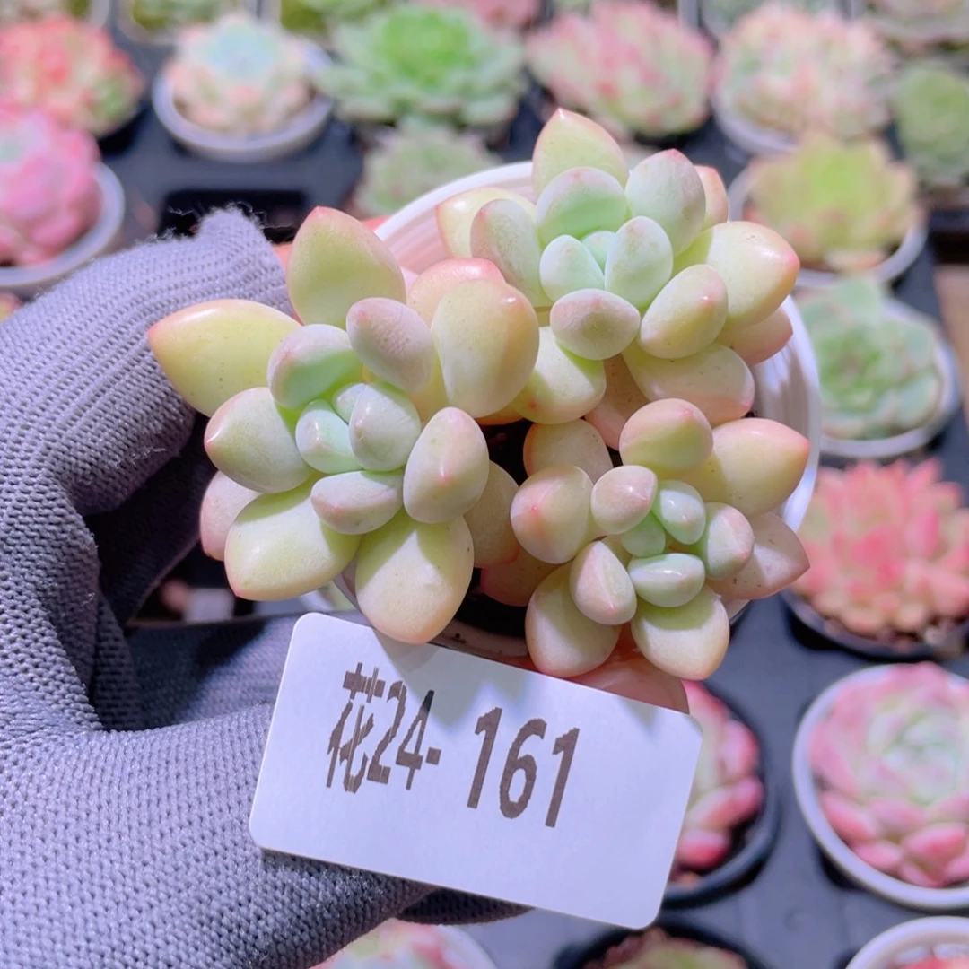 花利美24-161泡泡糖