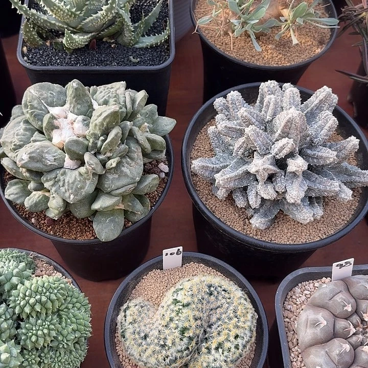 老***尊牡丹孪凤阁仙人球123