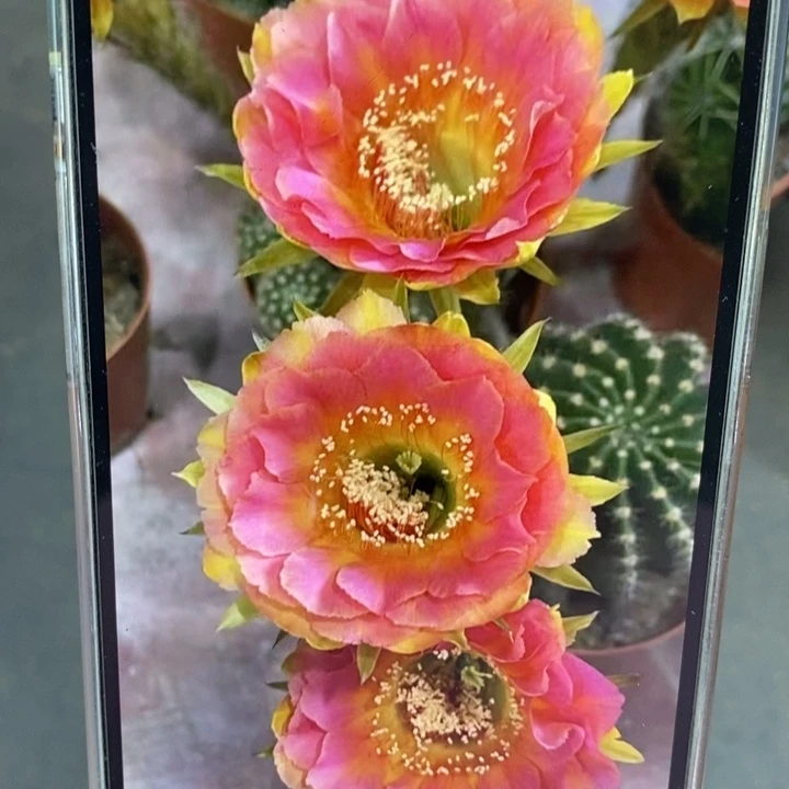 彩草香妃侧芽2.5公分左右