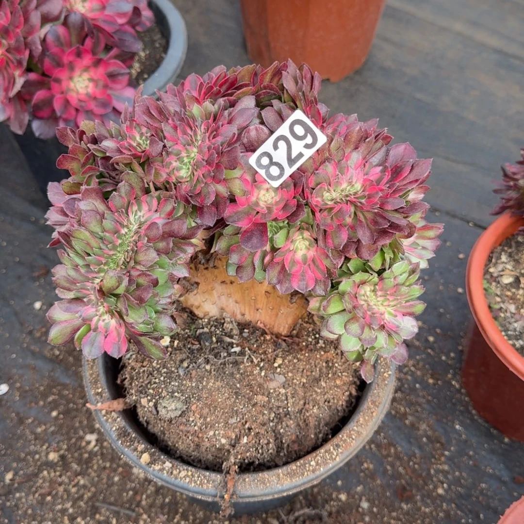 829多肉植物荔枝缀