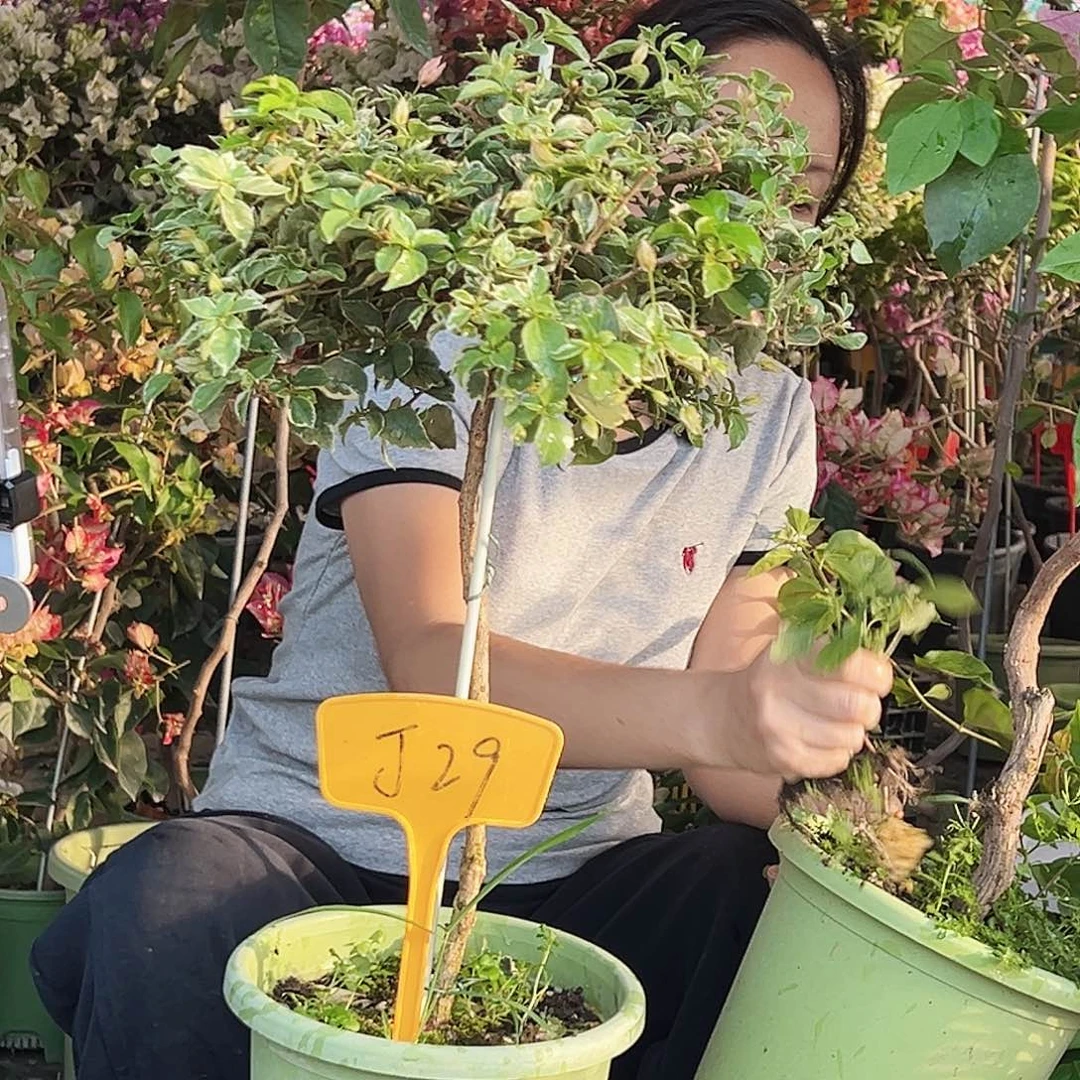 丽***长大部分花苞少量开放J29少女心