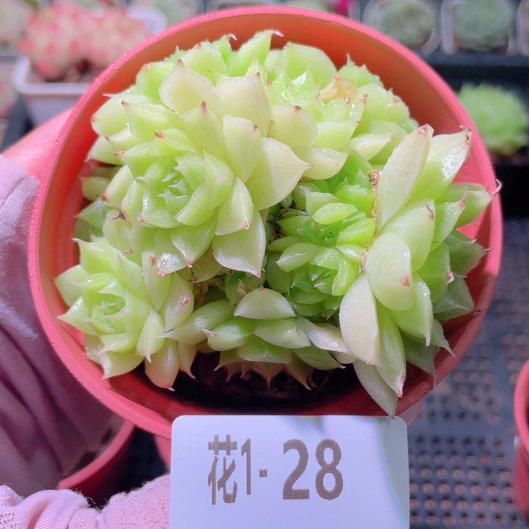 花利美1-28麦秆群