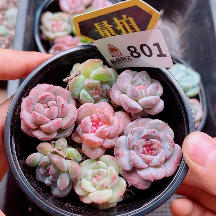 多肉植物多肉植物