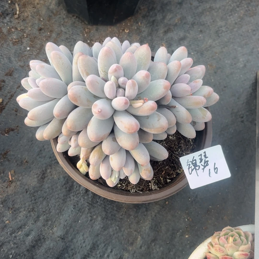 锦*汤圆多肉植物