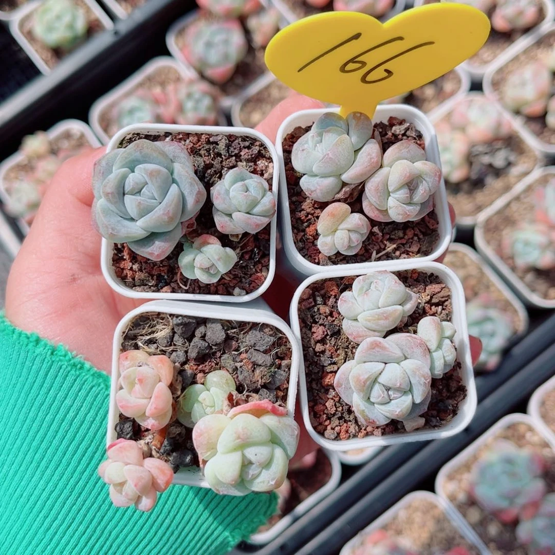 曦***月166号小老桩冰玉群4颗组合