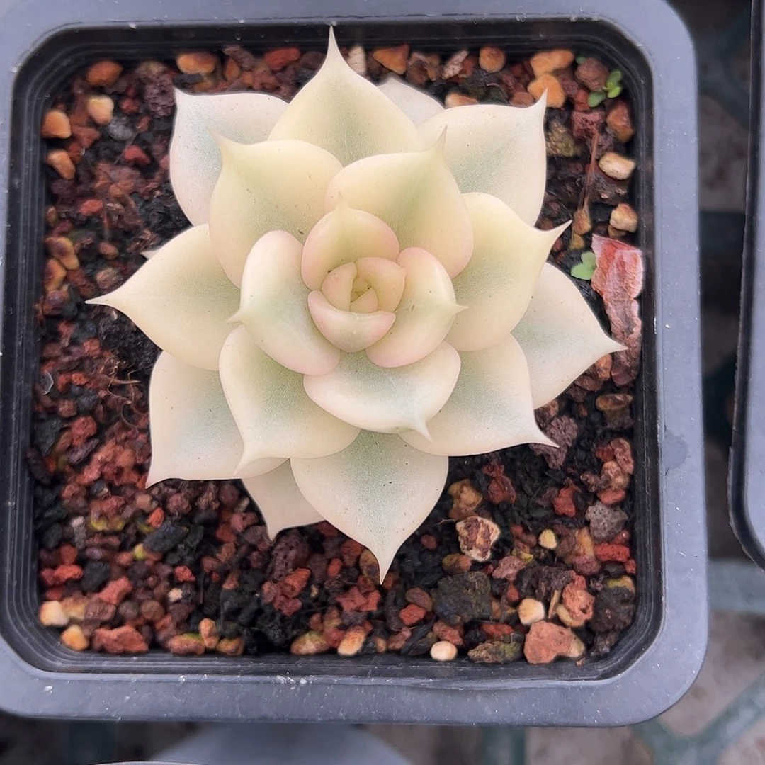 贝加尔湖款锦 一物一拍