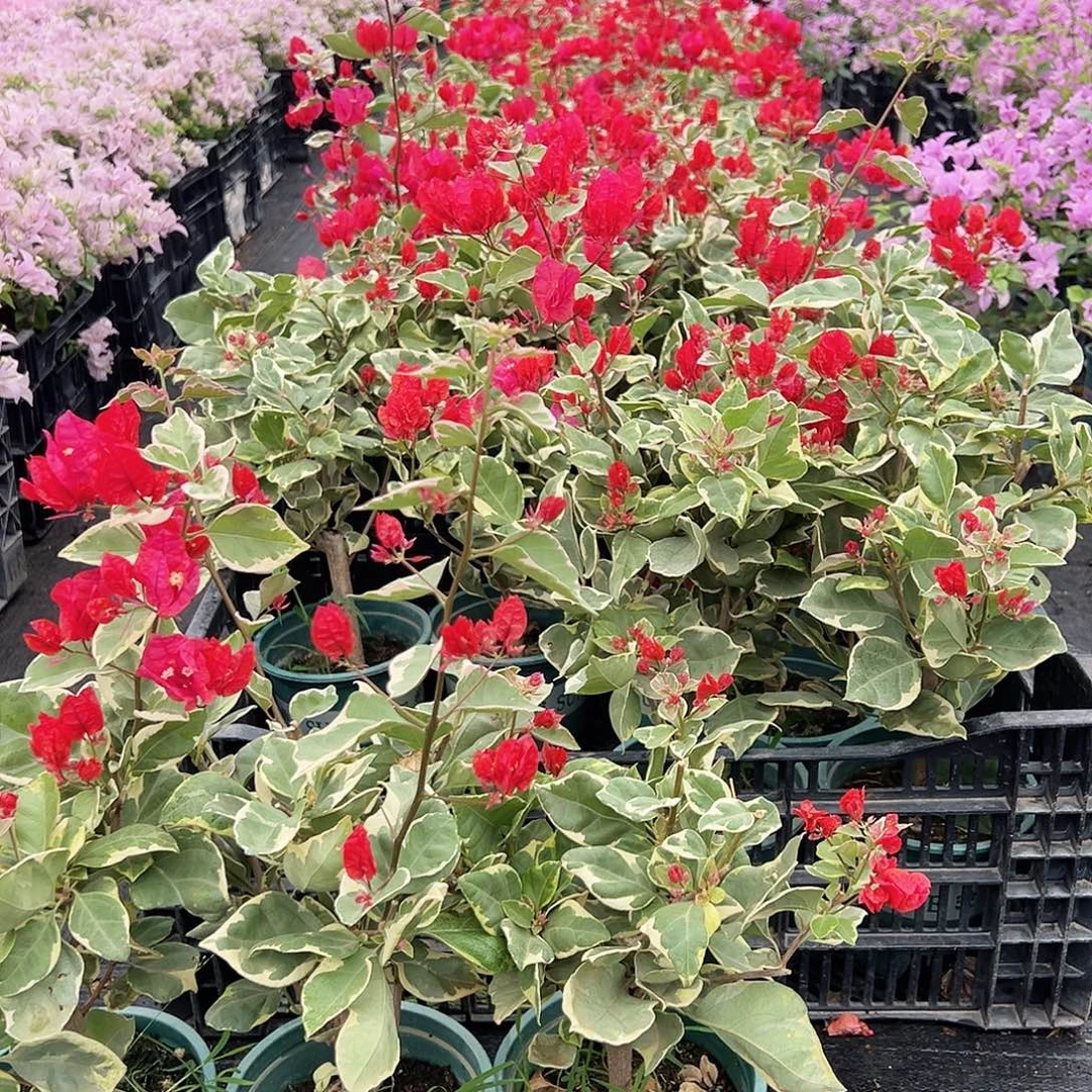 大部分花苞少量开放孟加拉红掌中宝一棵