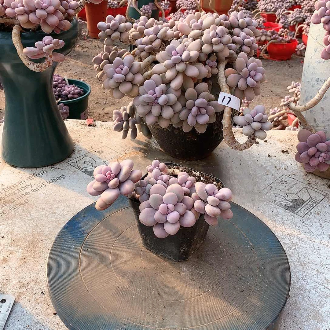 48一物一拍桃蛋老桩