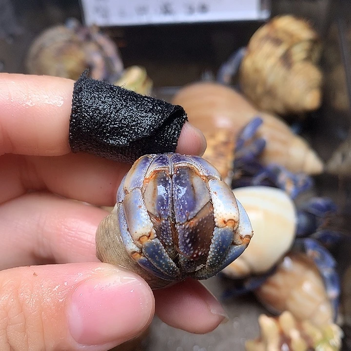 2.3口径奔跑的寄居蟹35