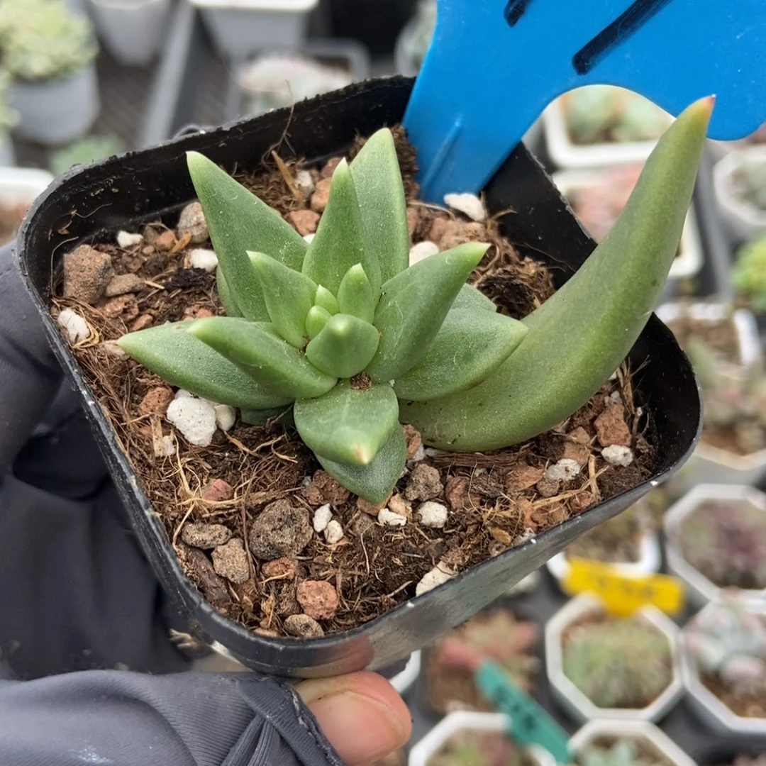 949多肉植物多肉植物