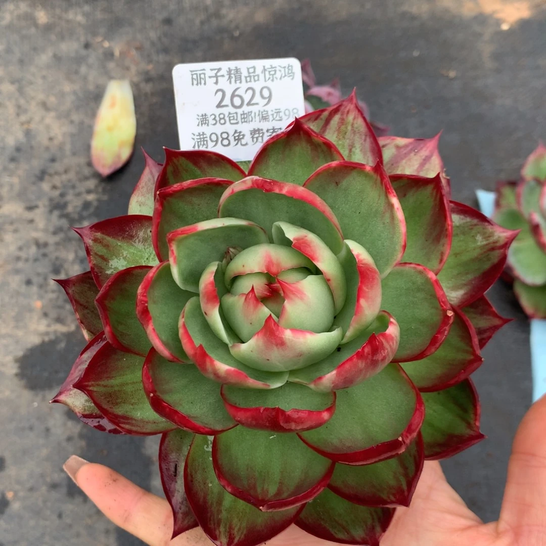 2629号多肉植物惊鸿14