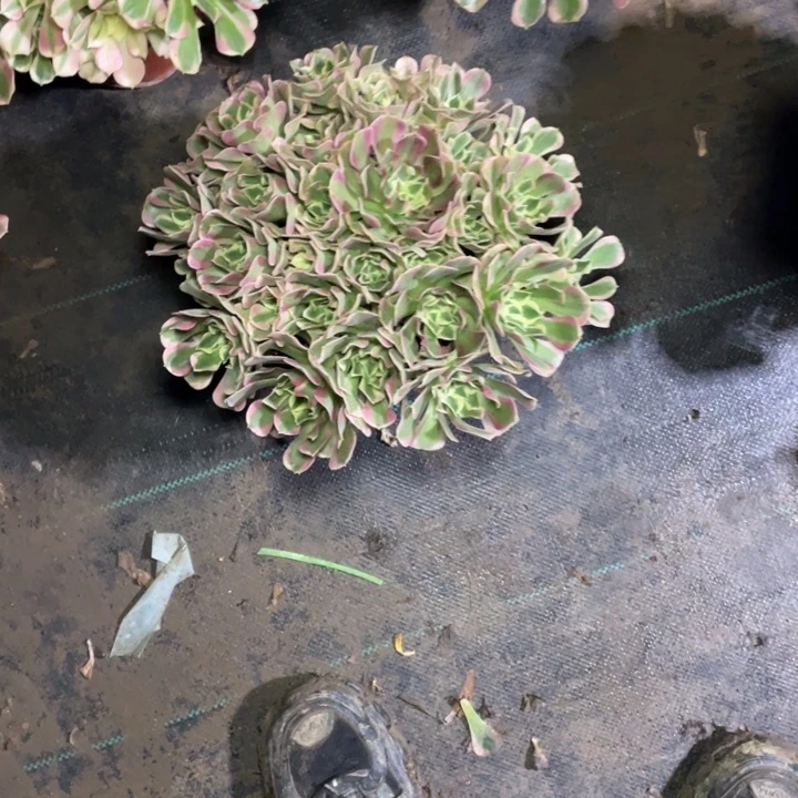 52白凤多肉植物多肉多肉