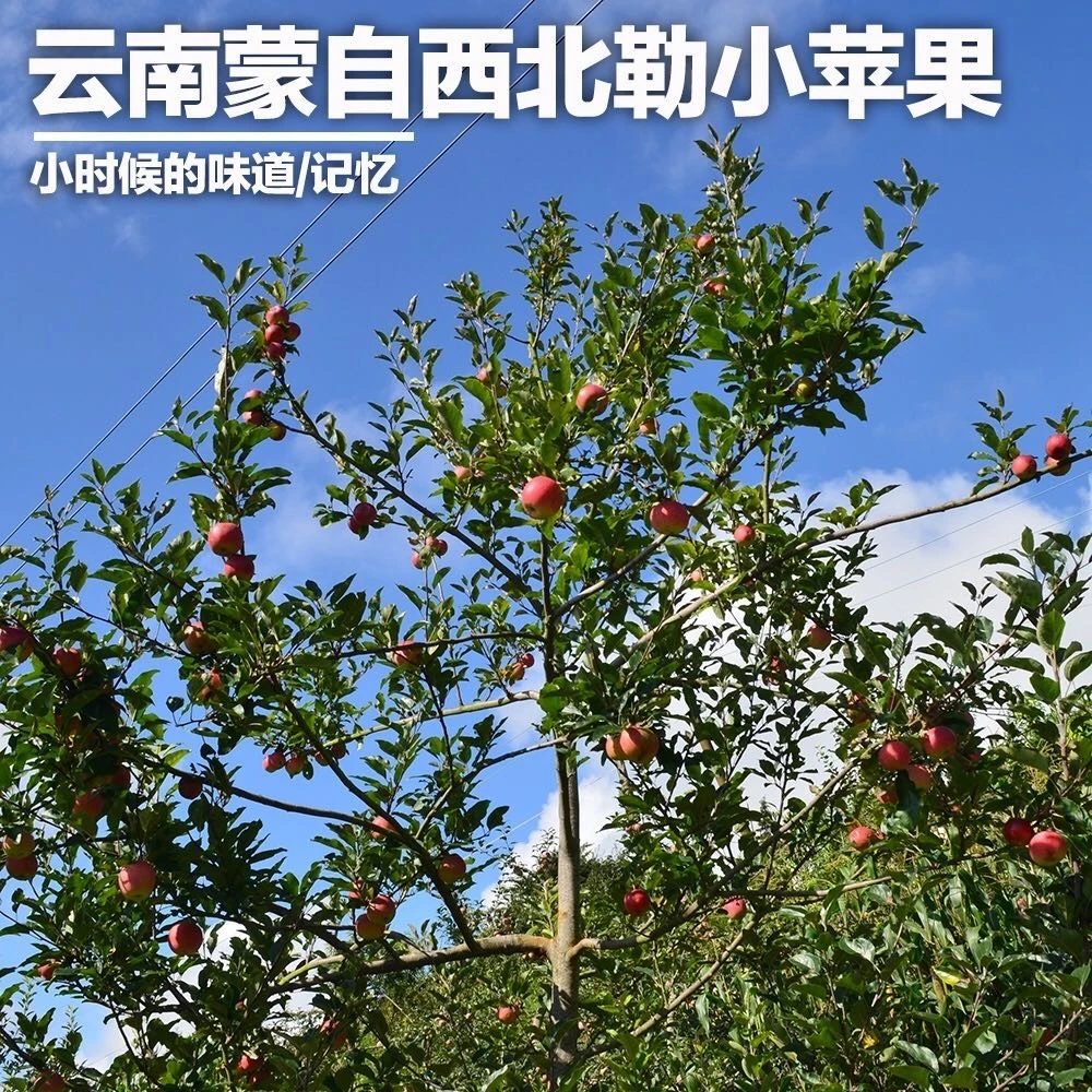 云南蒙自西北勒冰糖心丑苹果嘎嘣脆蜜甜石头缝里长大的苹果