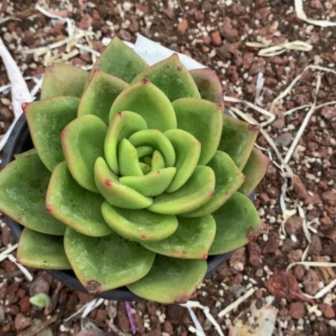 翠花。