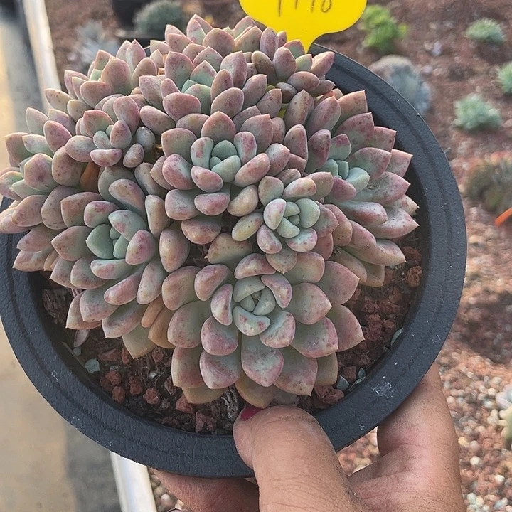 花斑鹿多肉植物群生196