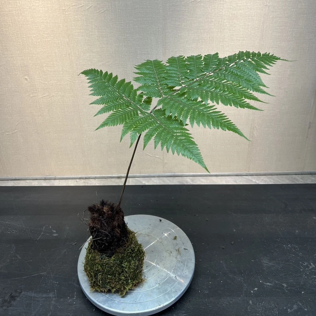 一物一拍，红磷蕨苔藓球水培植物蕨类室内蝉意盆景绿植