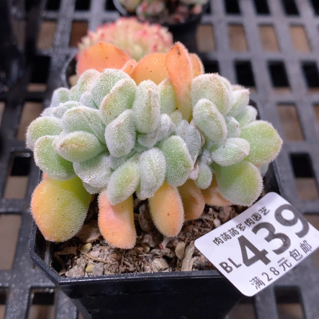 肉萌萌5cm拇指盆精控多肉BL439