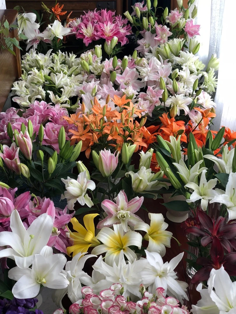 【百合】云南源头直发