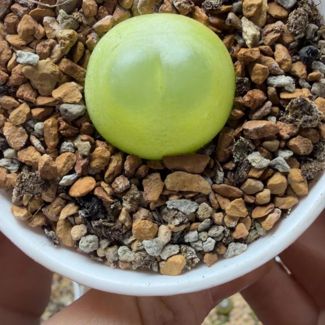 超福利大母本拉登749号