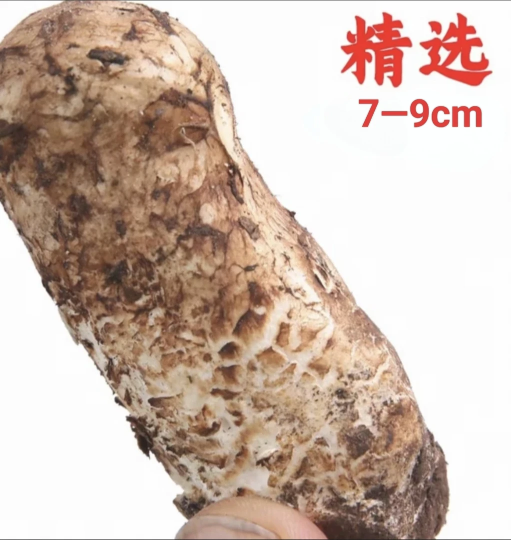 【夏日特惠】2025云南香格里拉新鲜现采7-9cm纯野生松茸1斤/2斤