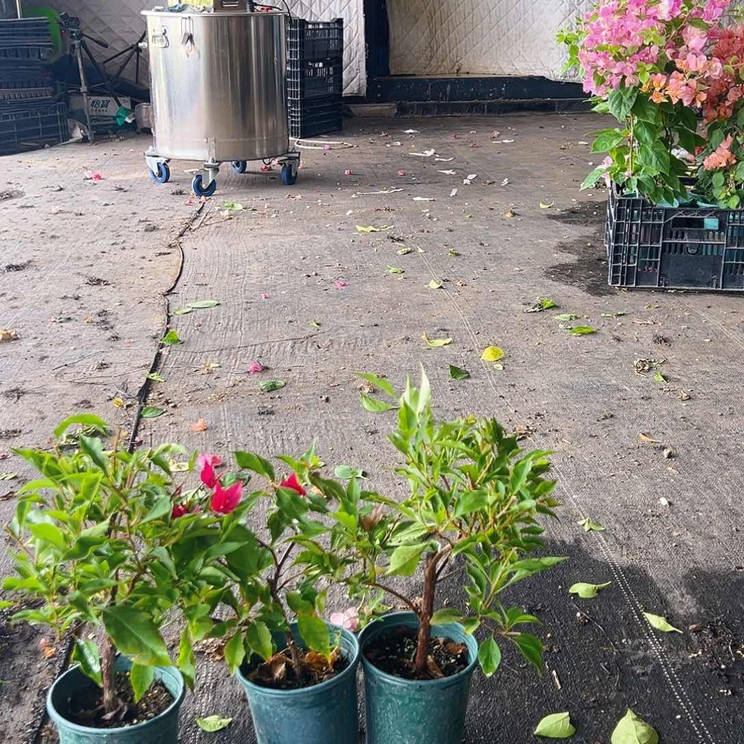 当前无花栽培后可以开花酒红桑巴掌中宝一颗