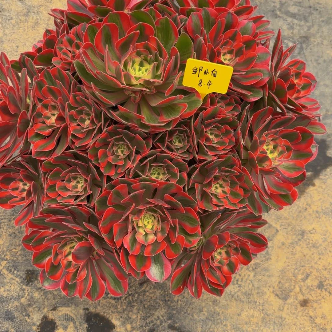 邹*白女妖法师锦8888888888