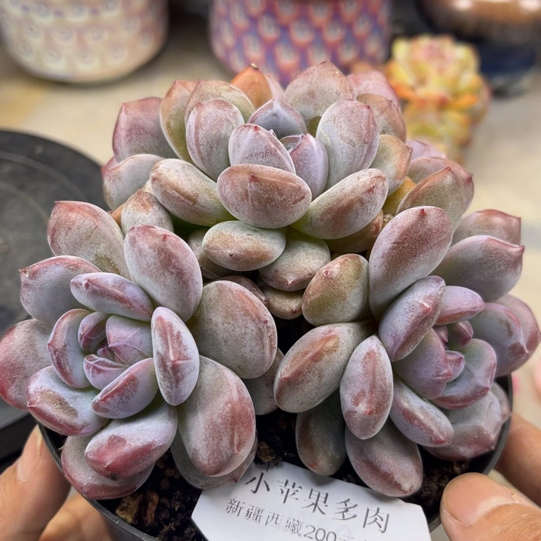 绿底紫心222/12cm5头