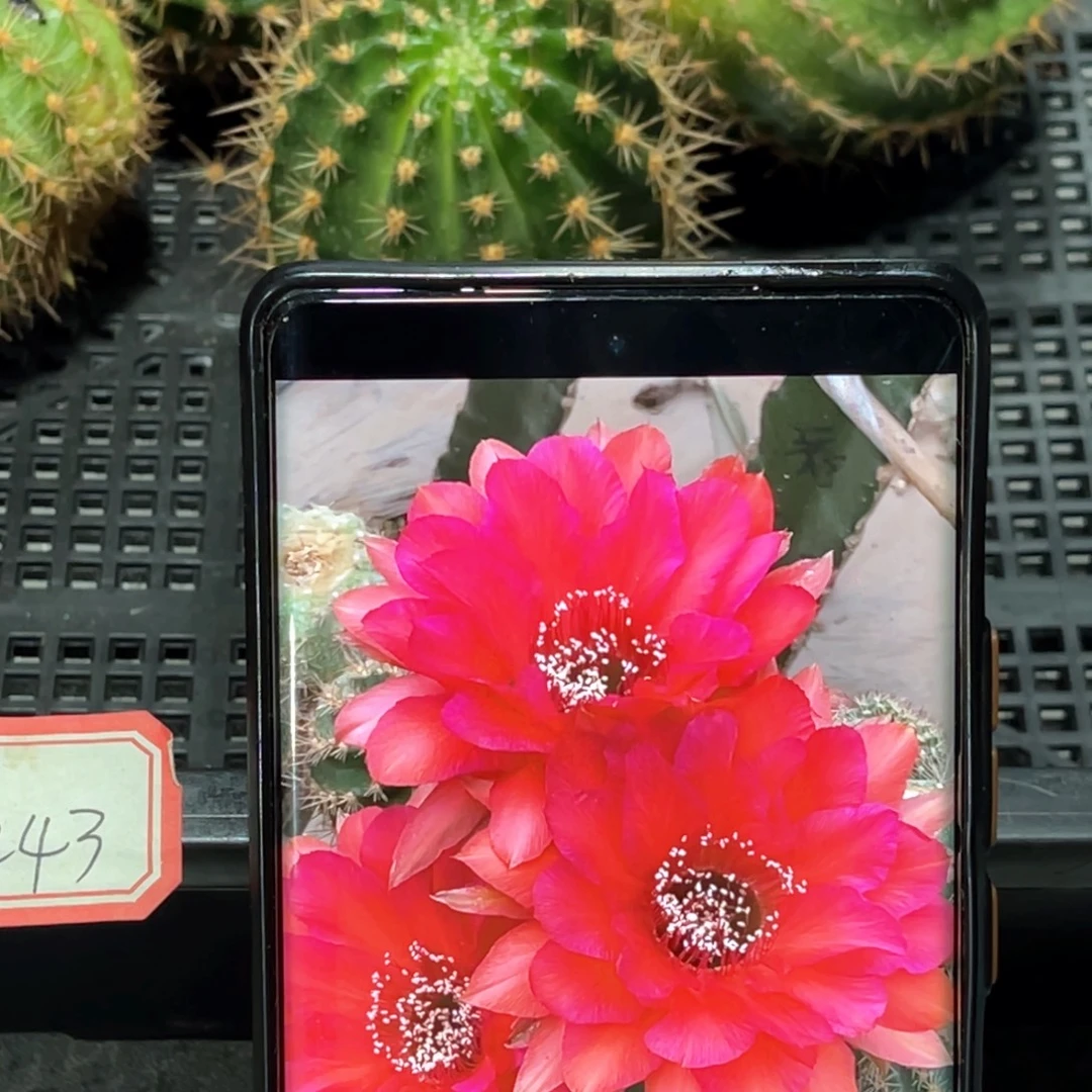 彩CC243侧芽歪丑 5公分
