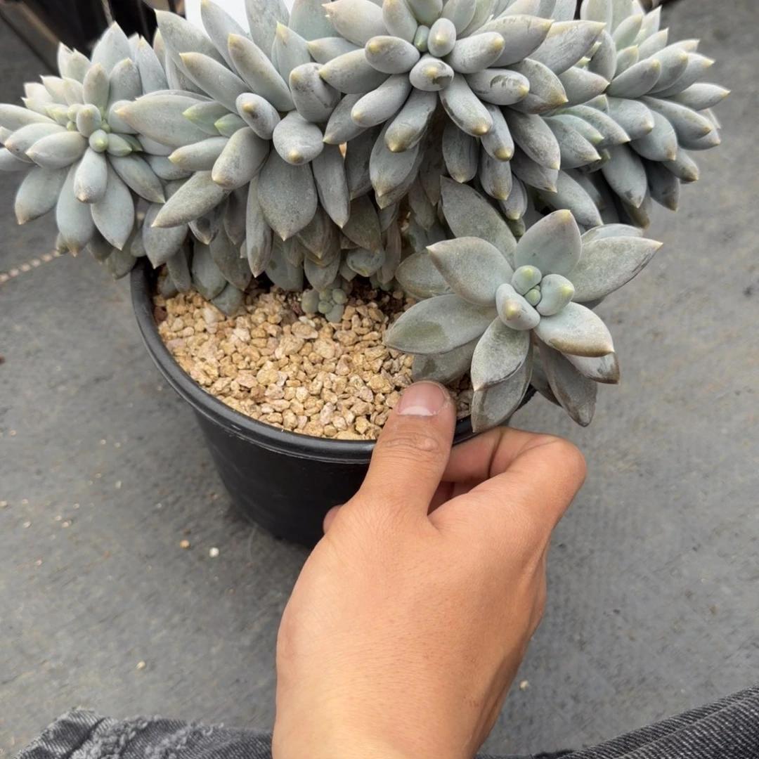 黄胖体哥特胸花树缀福利款33