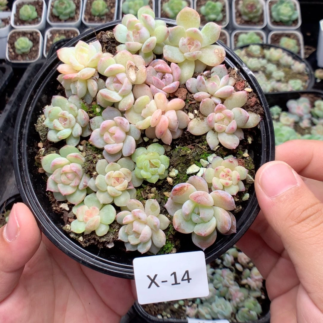无花朵X14英语英语