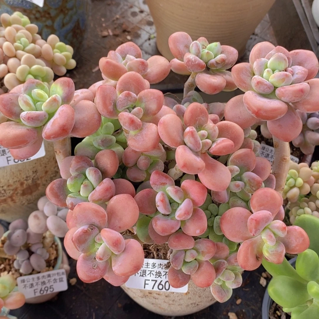樱花洛神18cm760多肉植物