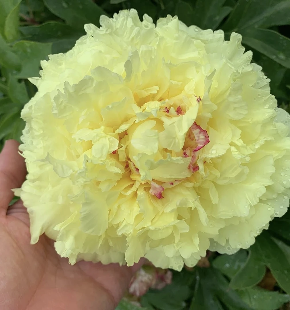 【进口芍药种苗-索诺玛光环】伊藤黄色 高端种植 裸根发苗 包对版
