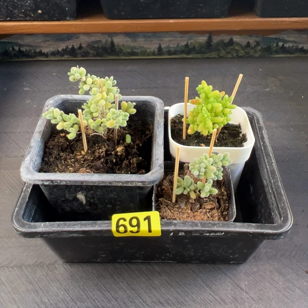 枝干番杏多肉植物691