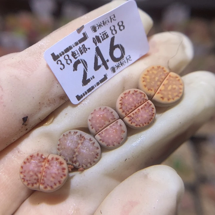 Sss精品生花多肉246