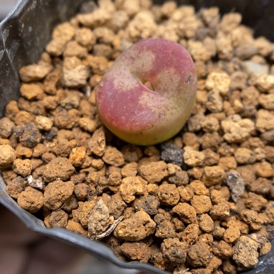 多肉植物肉锥杂交K-3535