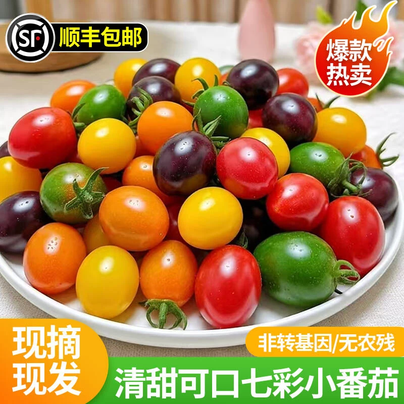 山东七彩小番茄新鲜现摘现发彩色小柿子清甜多汁圣女果混合装水果