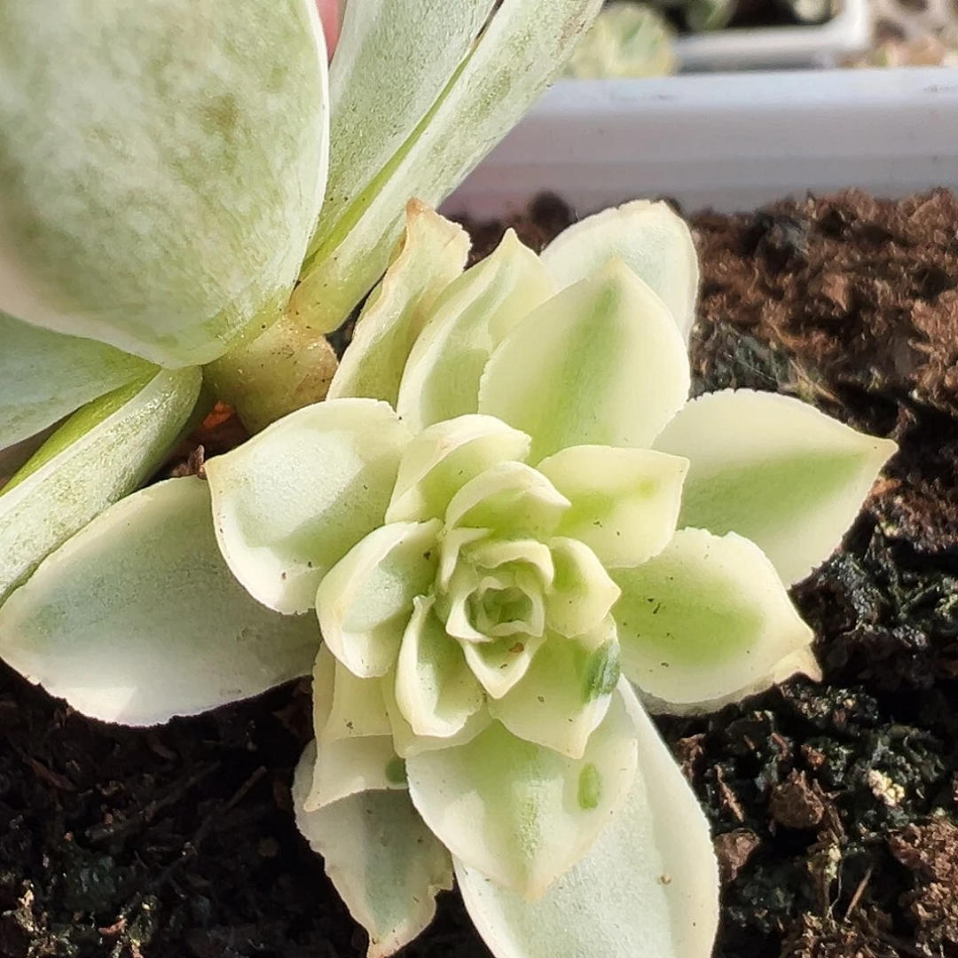 山地玫瑰锦秋夕944号