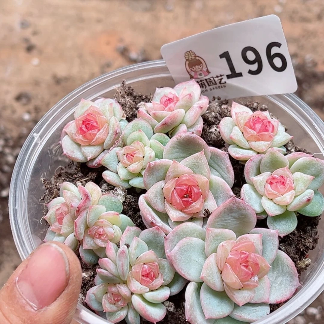 星*多肉植物多肉植物