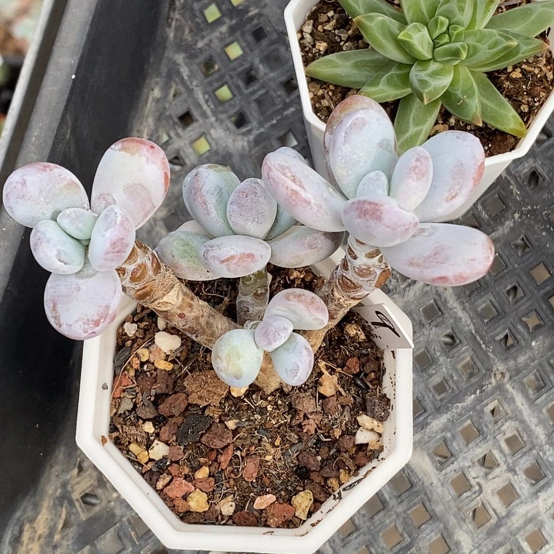 雪美人30包邮非偏远