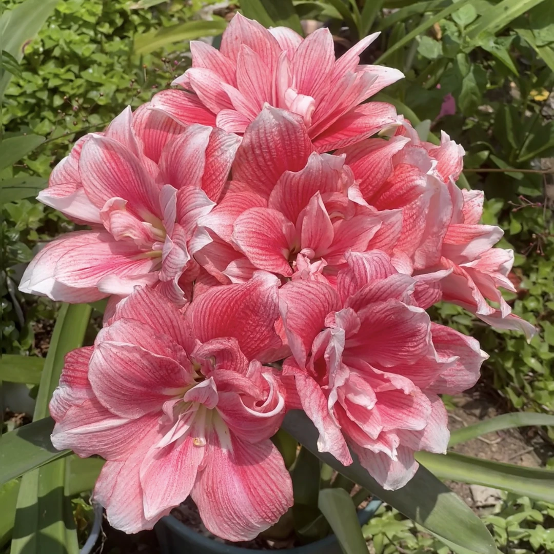 双梦朱顶红种球盆栽地栽新手易养护爆花强