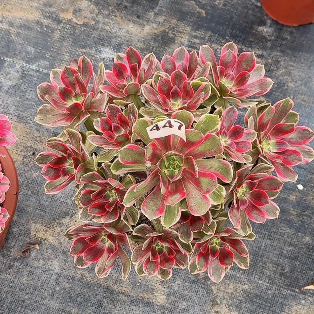 447焕纱冠服30公分