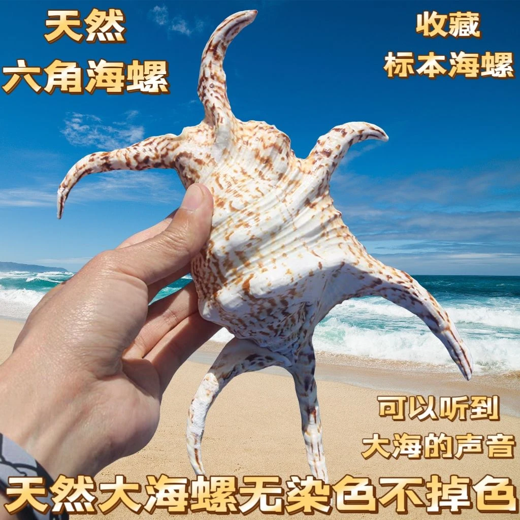 天然海螺贝壳水字螺六角螺diy手工鱼缸造景摆件装饰标本